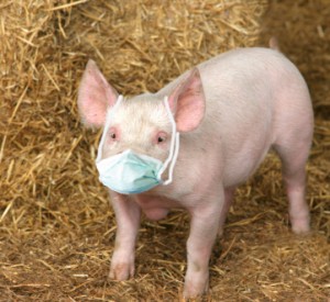 pig-with-mask-300x275